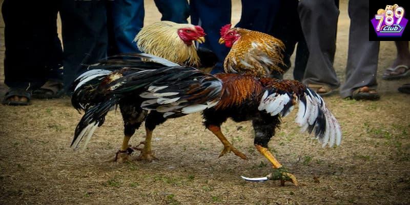 Đá gà hiệu quả Đá gà hiệu quả vai trò của chiến lược