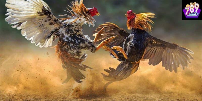 Đá gà hiệu quả Đá gà hiệu quả các yếu tố cần lưu ý